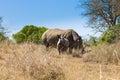 White rhinoceros with puppy, South Africa Royalty Free Stock Photo